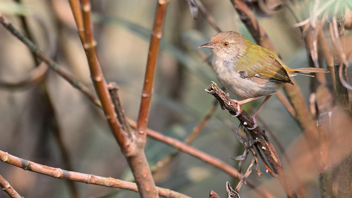 Common Tailorbird - ML650561730
