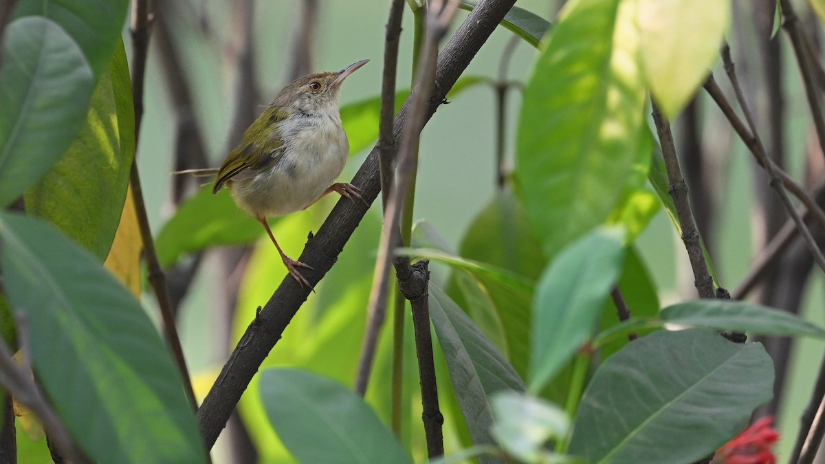 Common Tailorbird - ML650561731