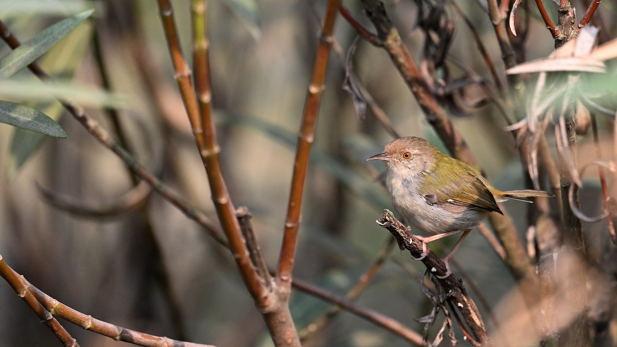 Common Tailorbird - ML650561732