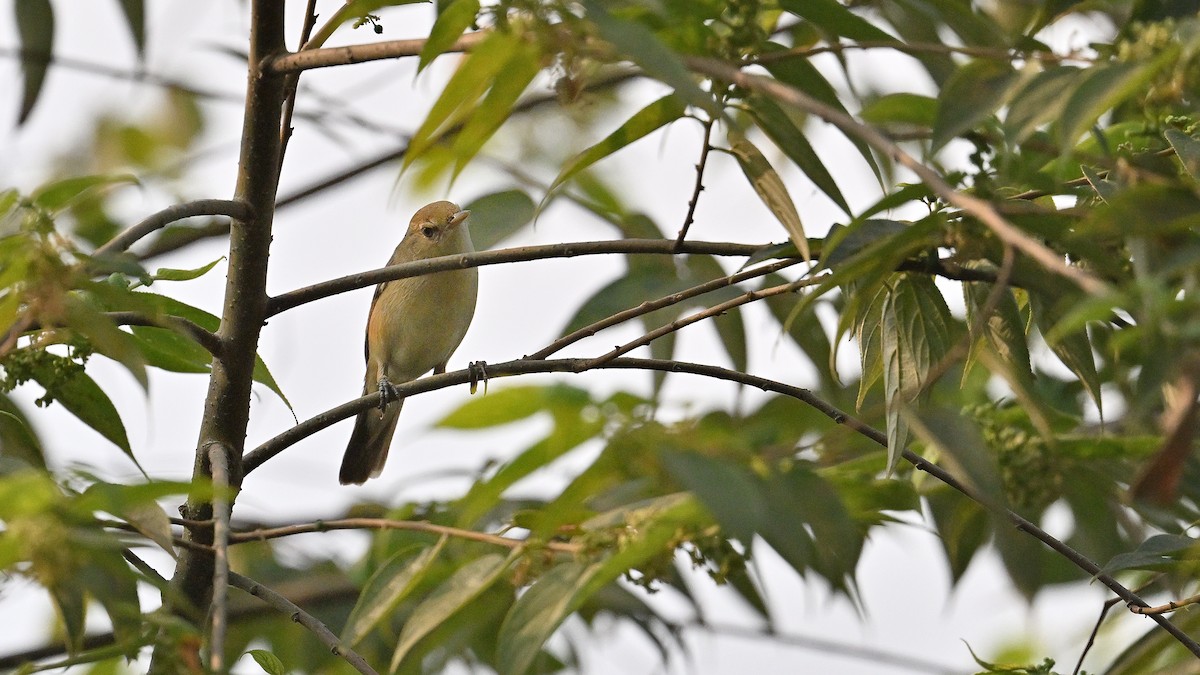 Blyth's Reed Warbler - ML650561754