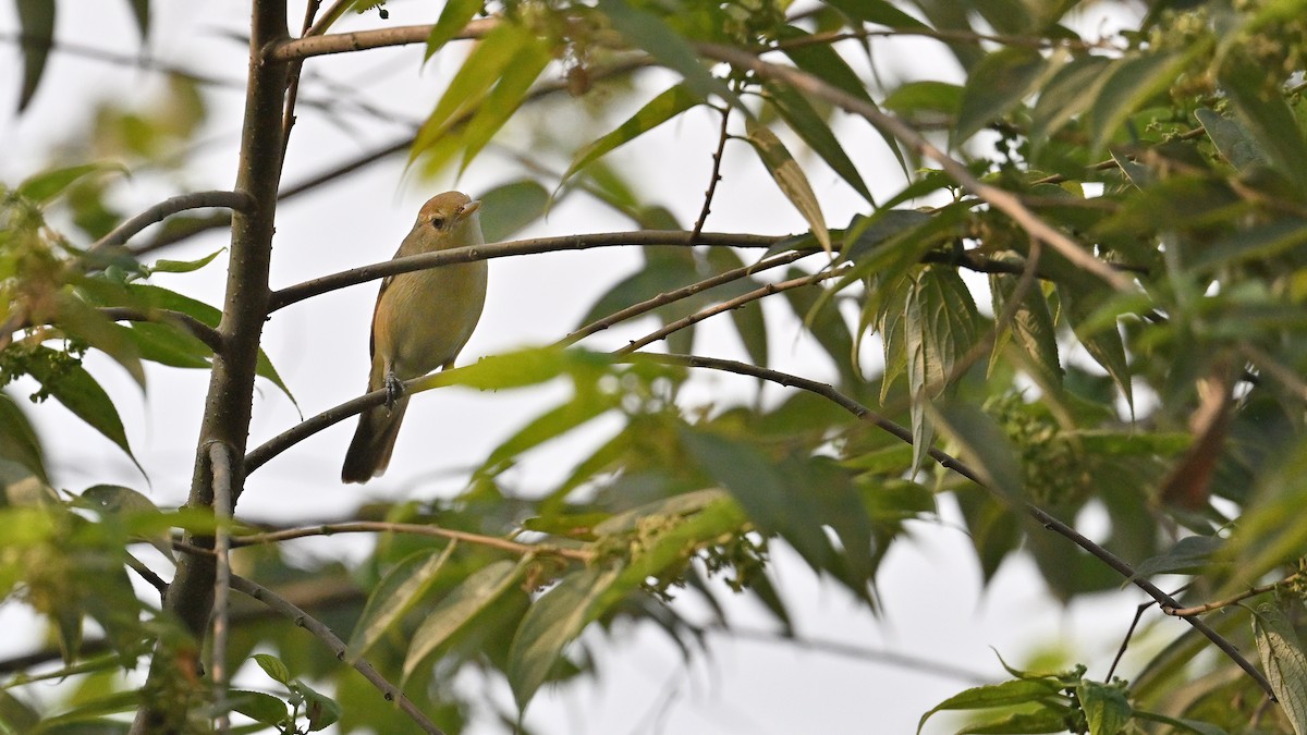Blyth's Reed Warbler - ML650561755