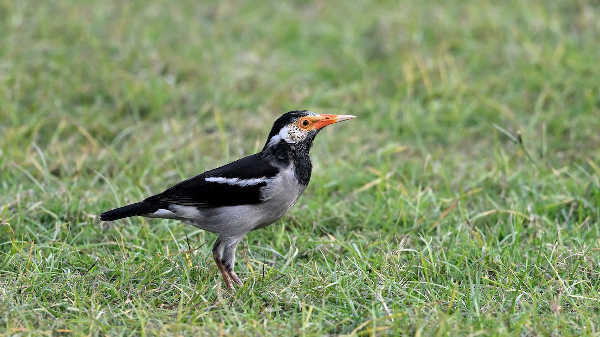Indian Pied Starling - ML650561762