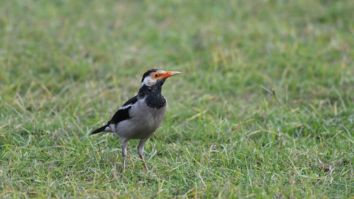 Indian Pied Starling - ML650561763