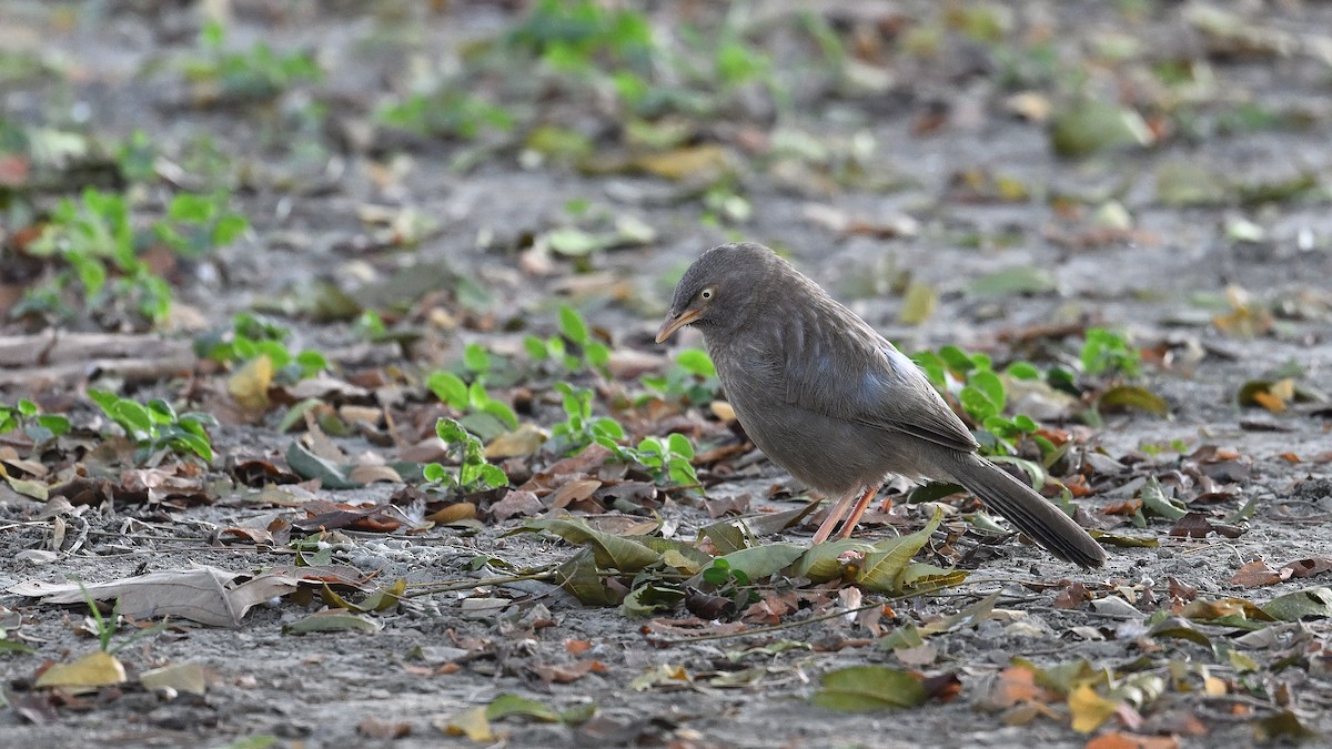 Jungle Babbler - ML650561772