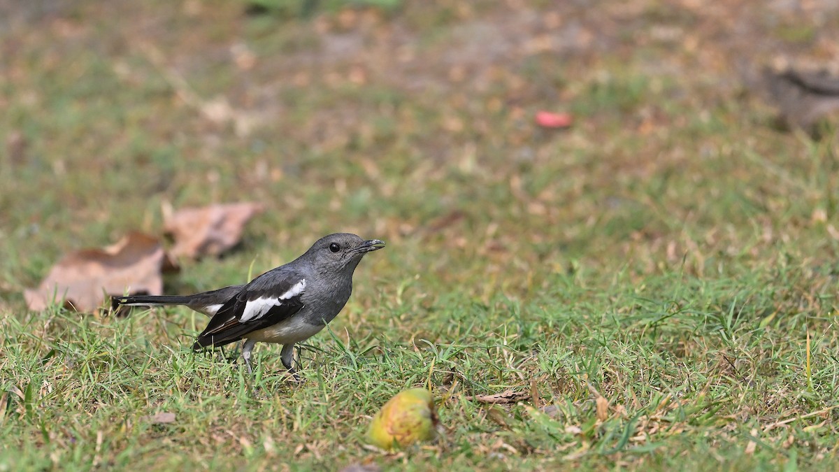 Oriental Magpie-Robin - ML650561791