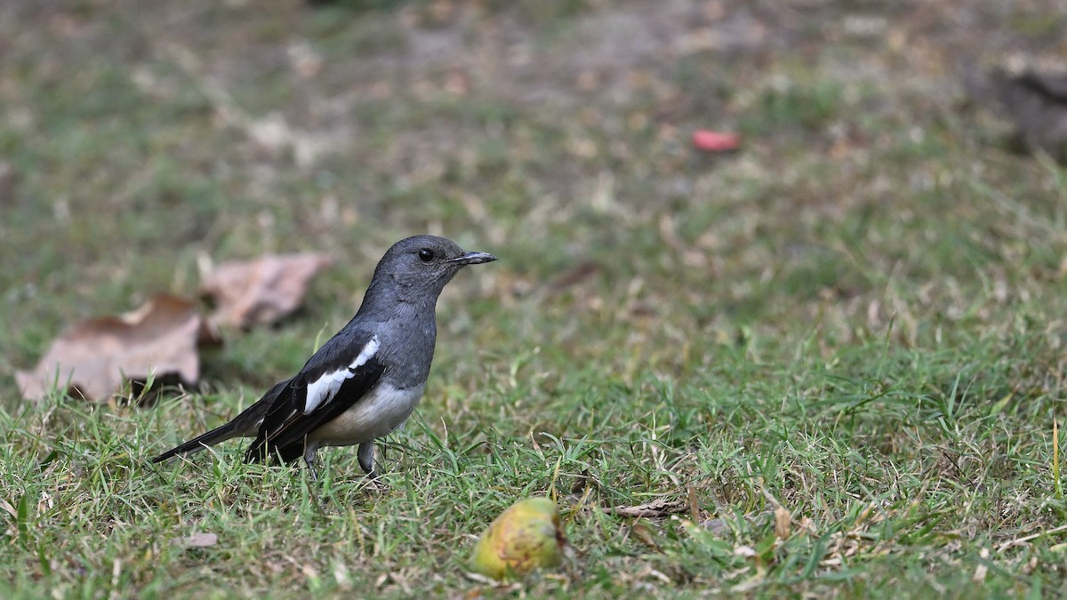 Oriental Magpie-Robin - ML650561792