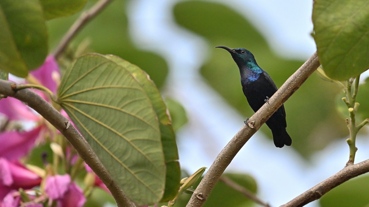 Purple Sunbird - ML650561800