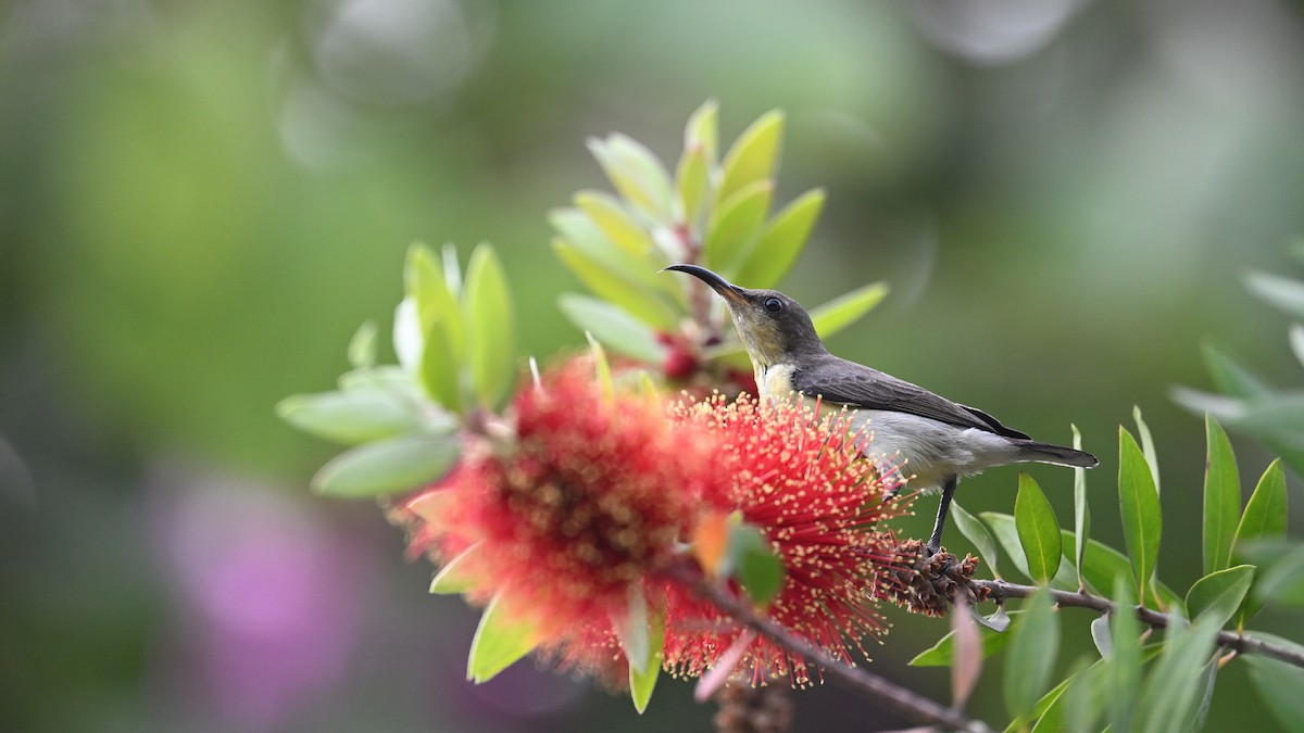 Purple Sunbird - ML650561801