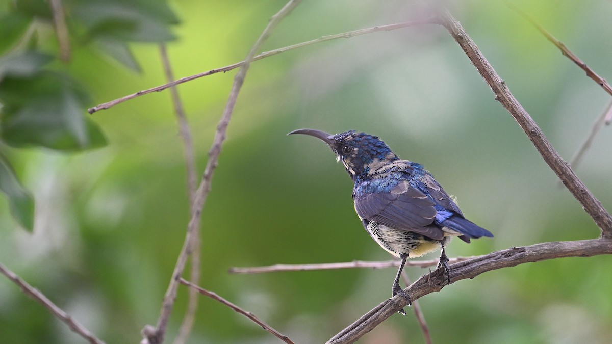 Purple Sunbird - ML650561816