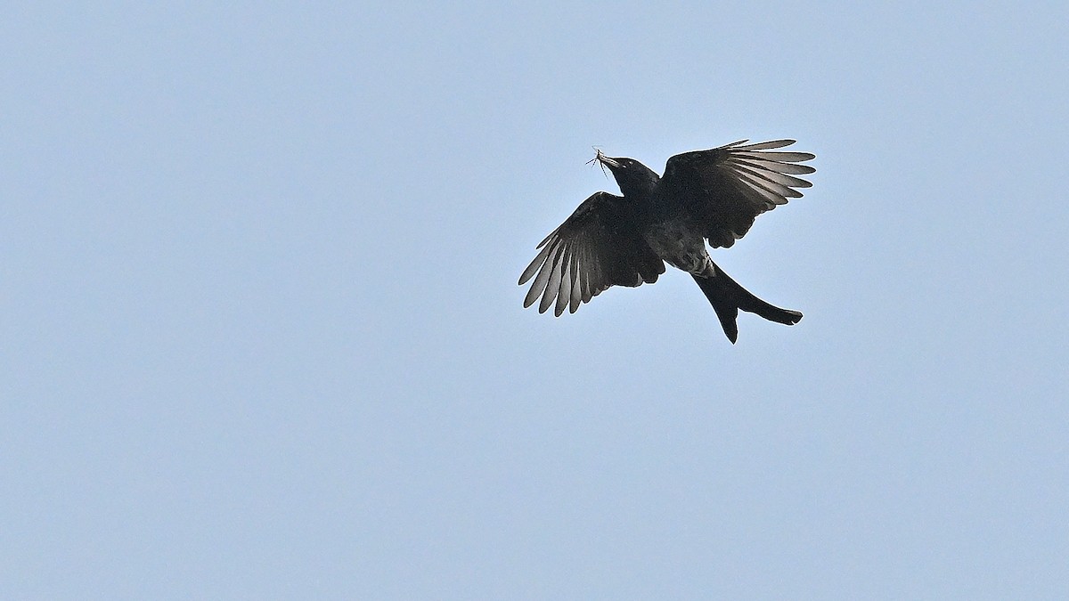 Black Drongo - ML650561822
