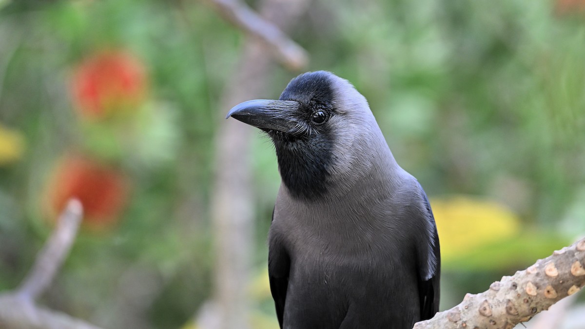 House Crow - ML650561830