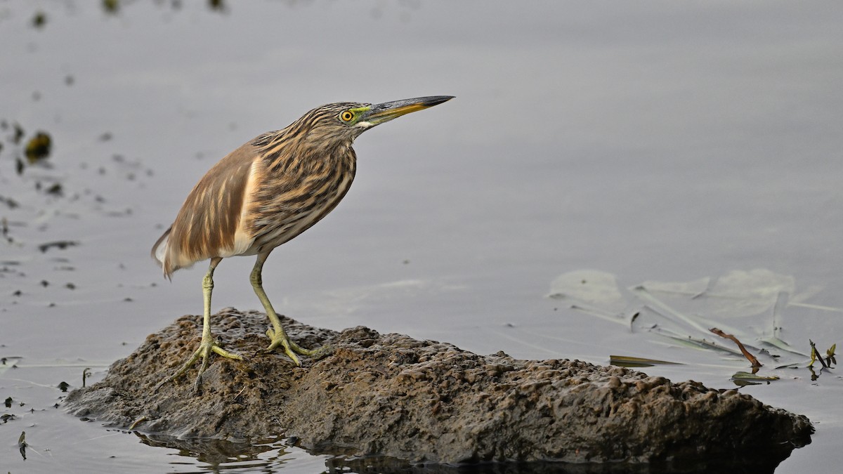 Indian Pond-Heron - ML650561856