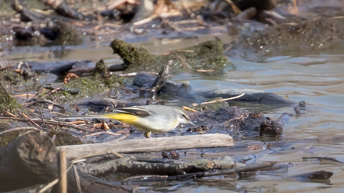 灰鶺鴒 - ML650561868