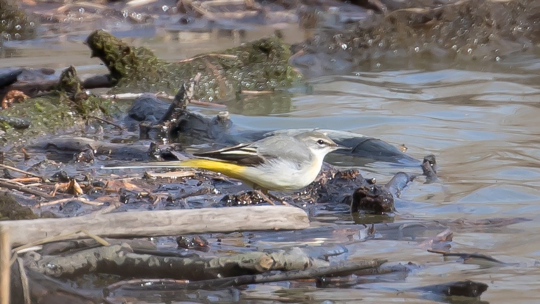 灰鶺鴒 - ML650561869