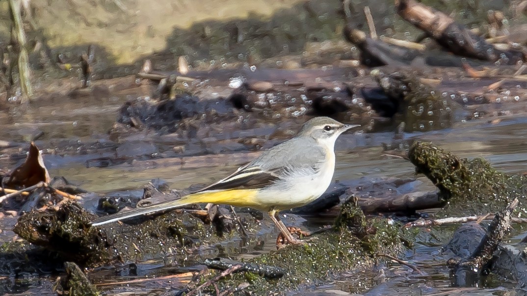 灰鶺鴒 - ML650561870