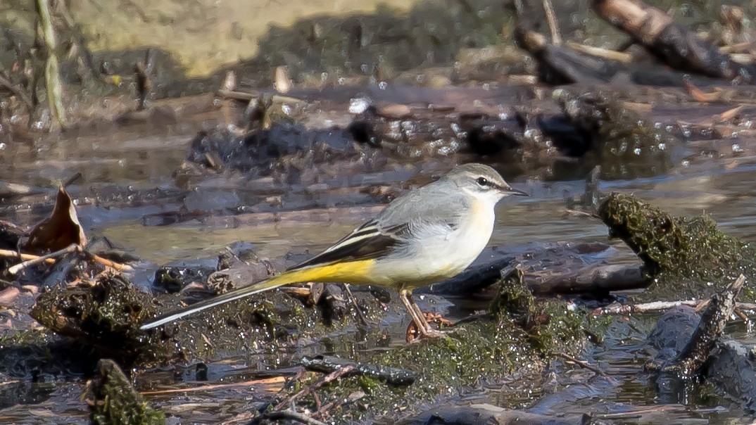 灰鶺鴒 - ML650561871