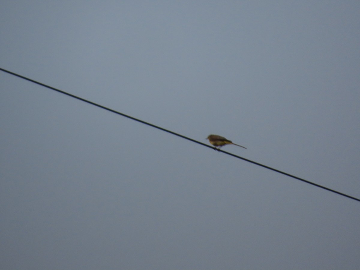 灰鶺鴒 - ML650562088