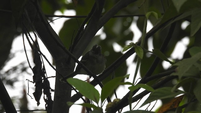 Fiofío Alicorto - ML650562232