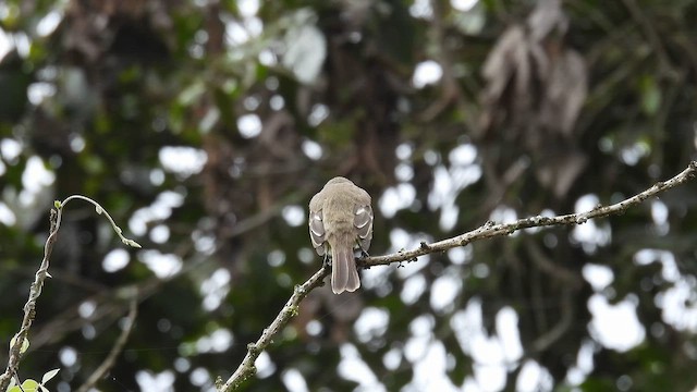 Fiofío Alicorto - ML650562233