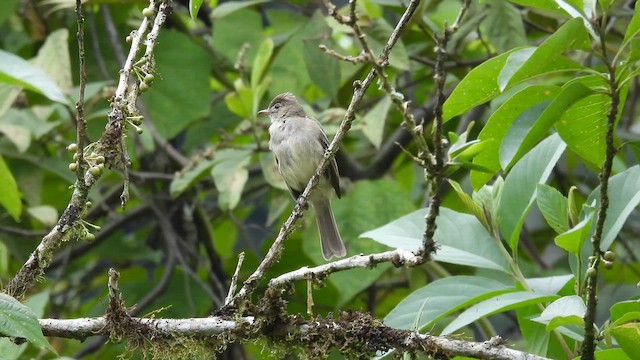 Fiofío Alicorto - ML650562234