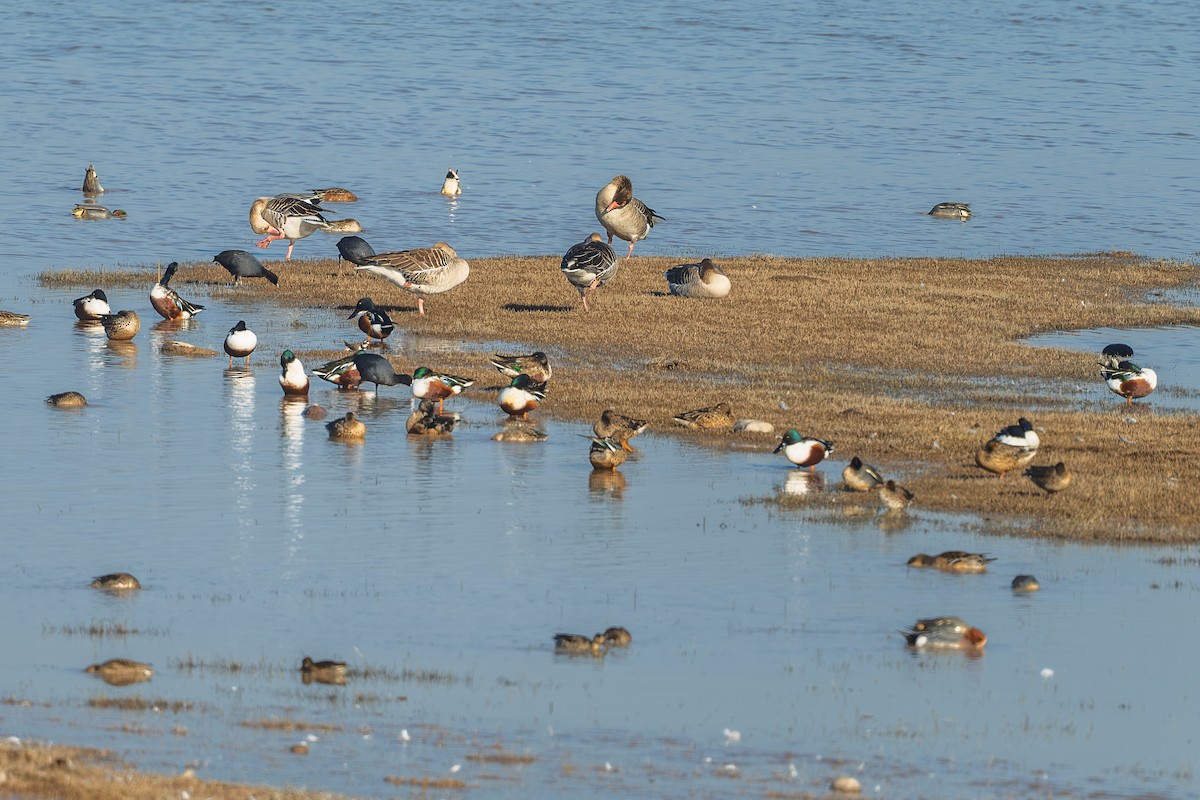 lžičák pestrý - ML650562495