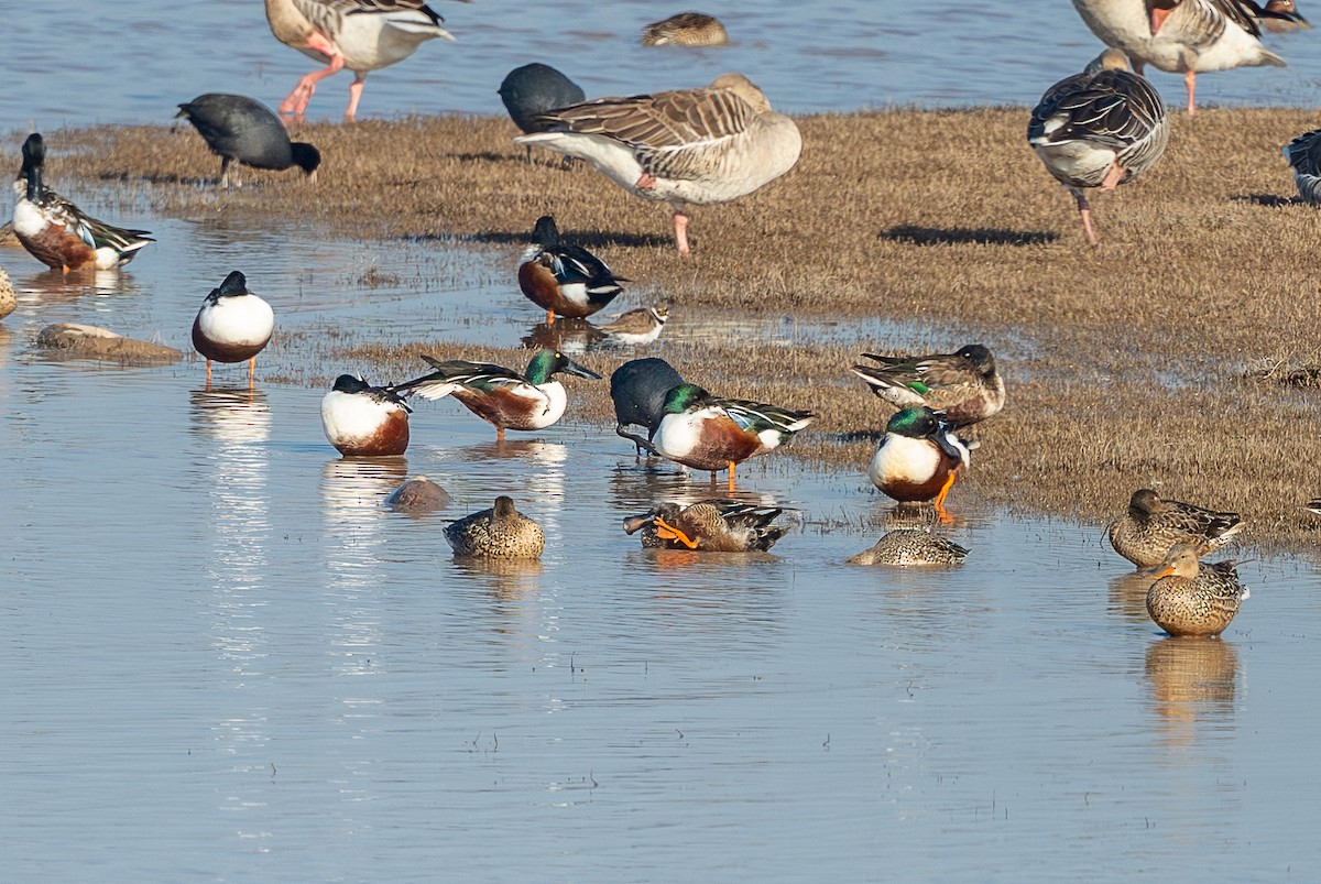 lžičák pestrý - ML650562584