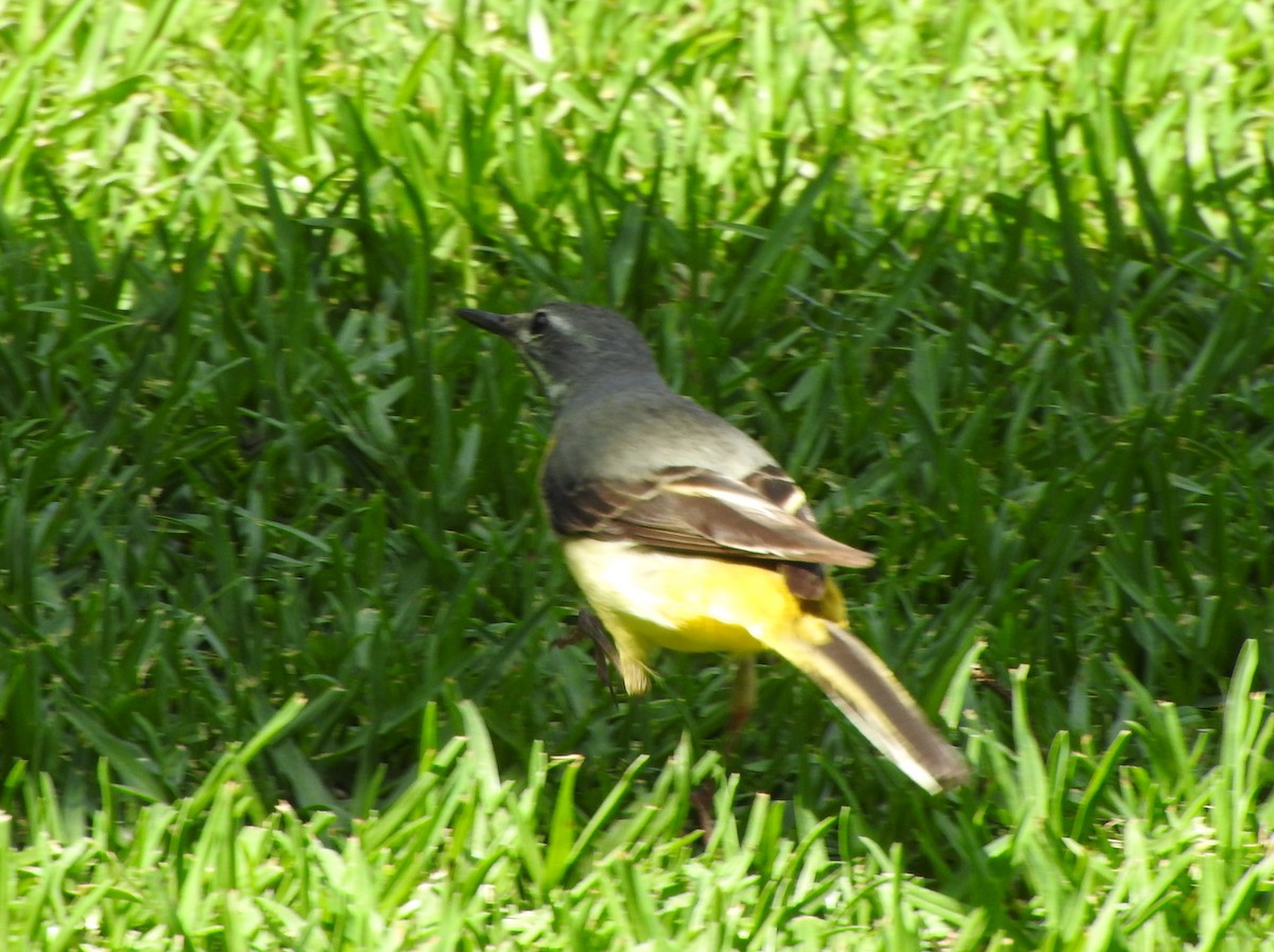 灰鶺鴒 - ML650562618