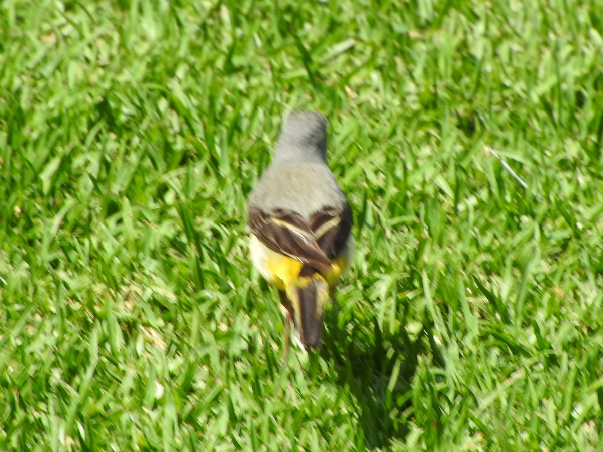 灰鶺鴒 - ML650562619