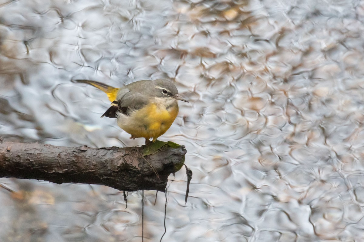 灰鶺鴒 - ML650562667