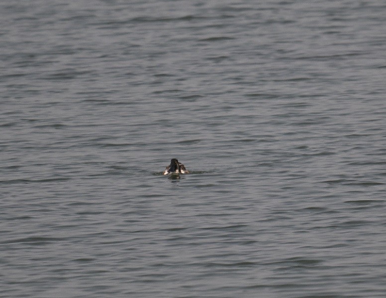 lžičák pestrý - ML650562834