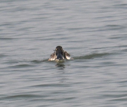 lžičák pestrý - ML650562836