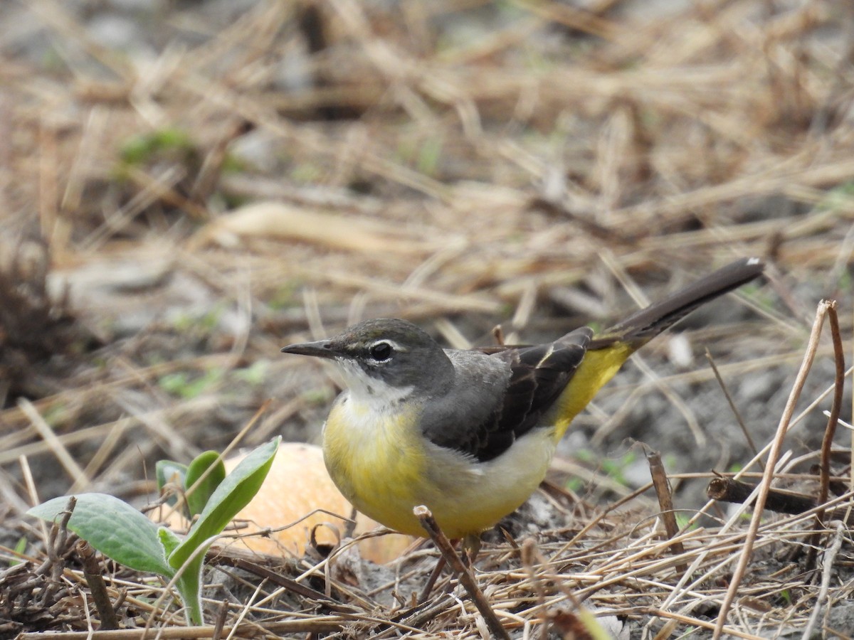 灰鶺鴒 - ML650563016