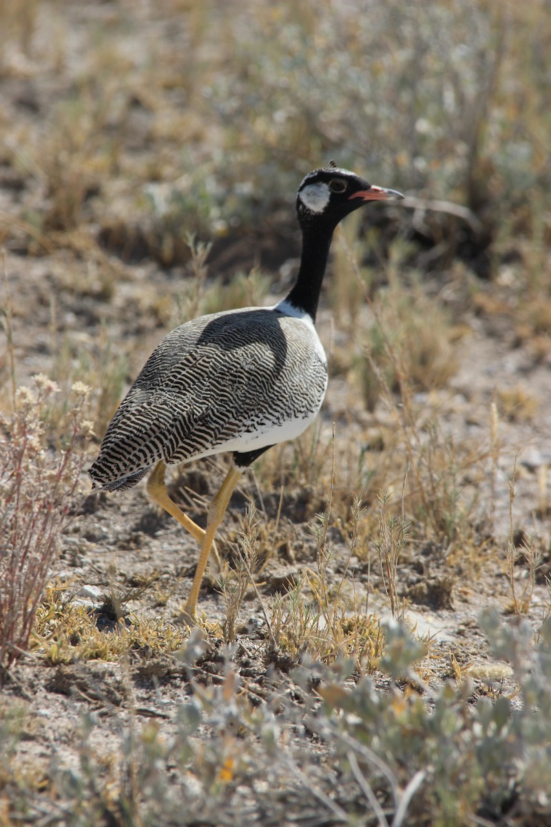 White-quilled Bustard - ML650563060