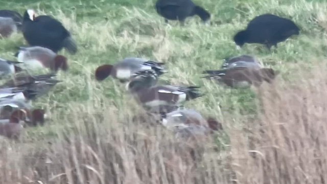 Свищ американський - ML650563222