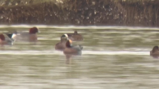 Свищ американський - ML650563231