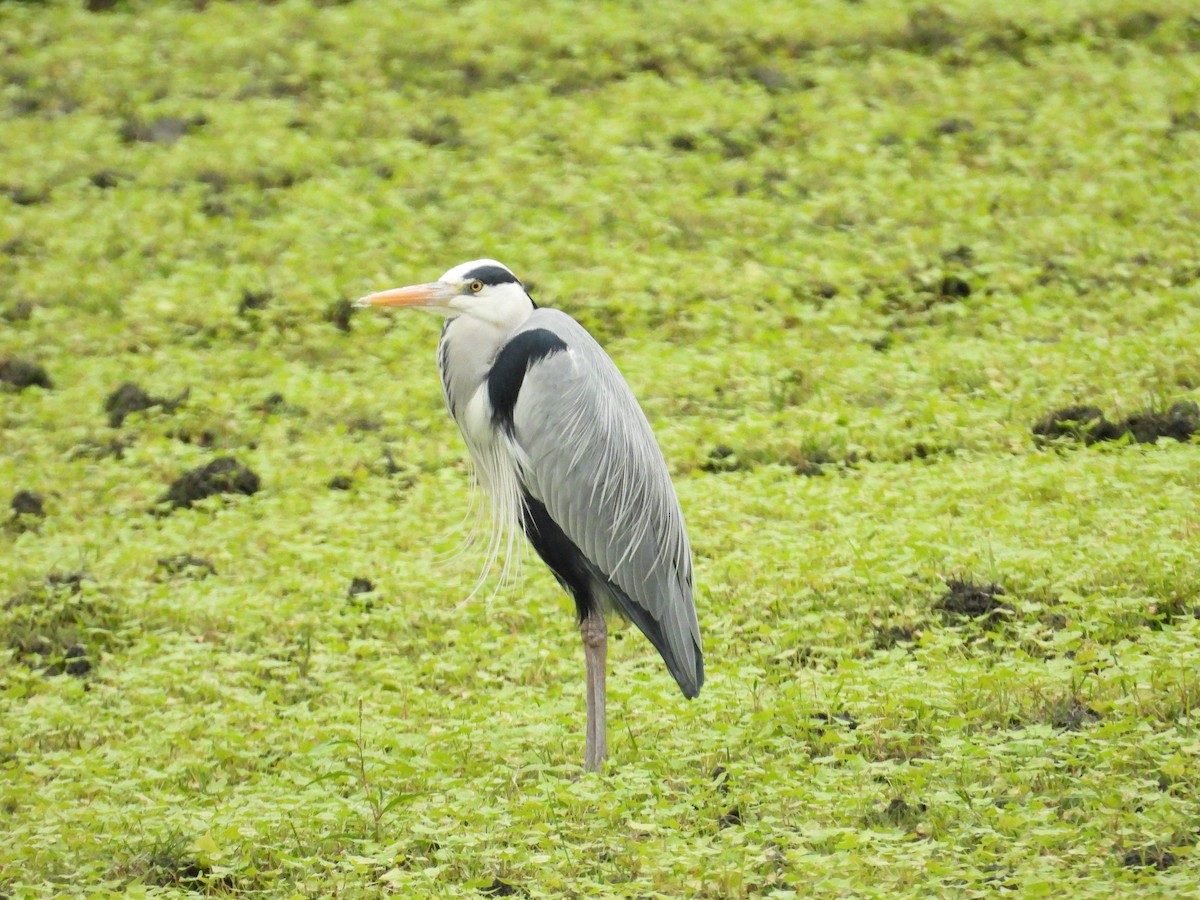 Gray Heron - ML650563306