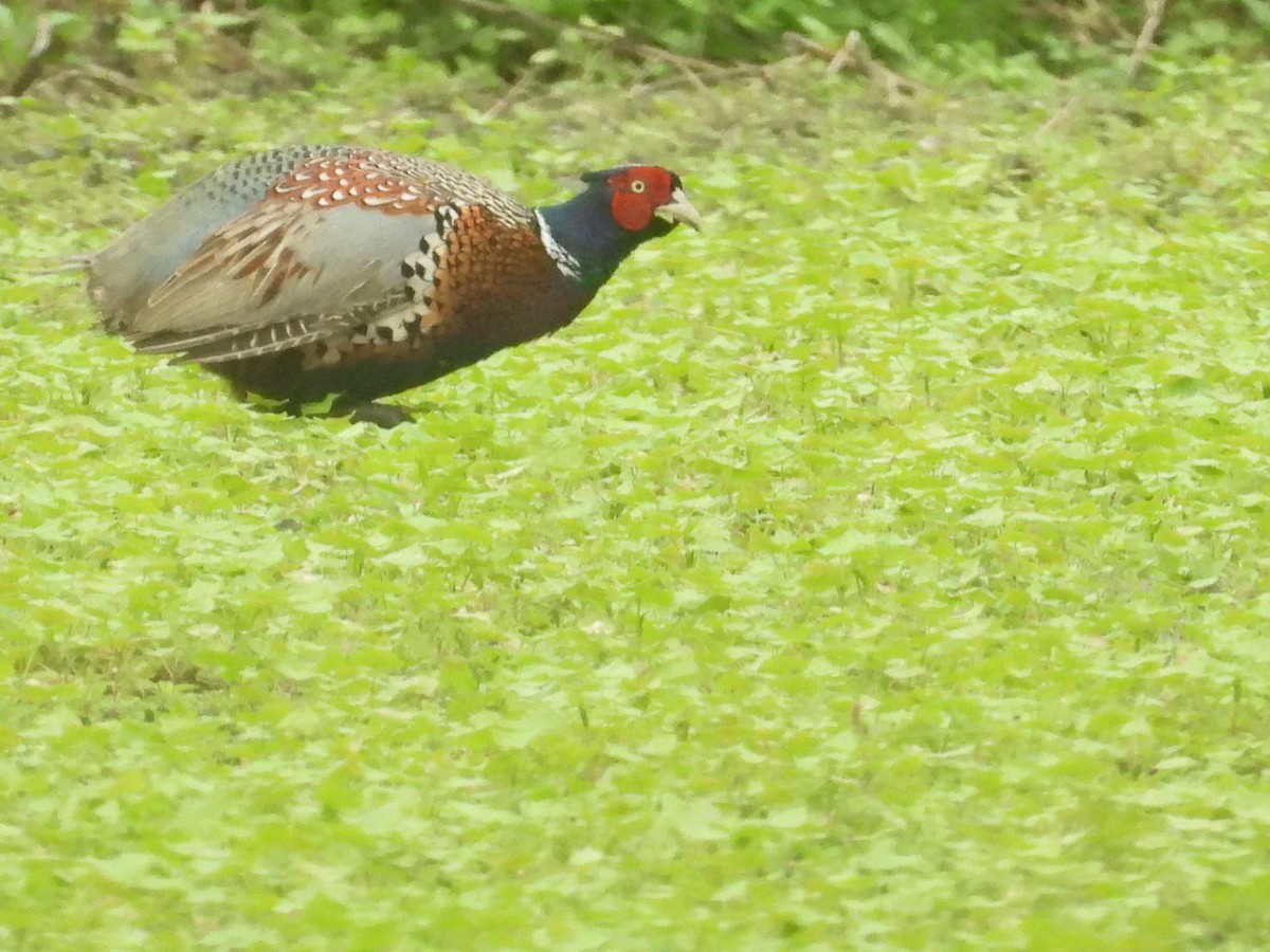 Ring-necked Pheasant - ML650563317