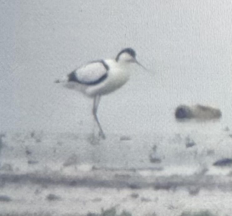 Pied Avocet - ML650563347