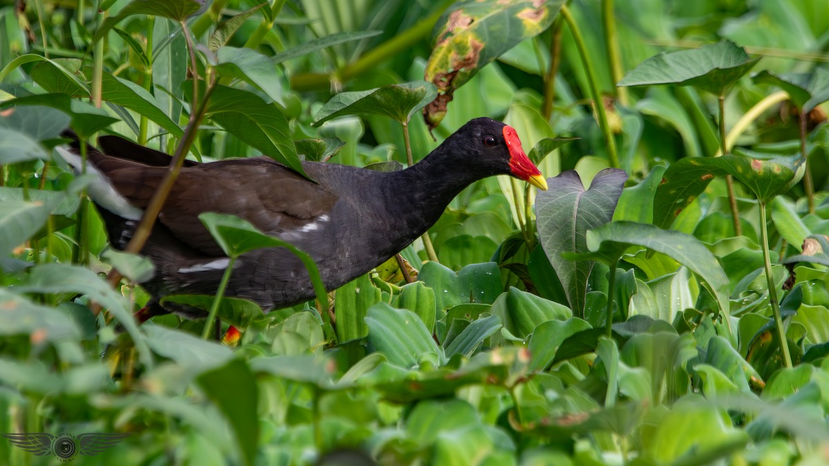 紅冠水雞 - ML650563397