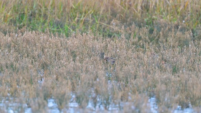 תפוחית הרים - ML650563580