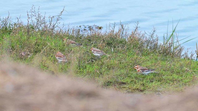 גיבתון שלג - ML650563685