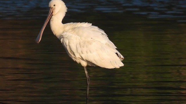 Eurasian Spoonbill - ML650563899
