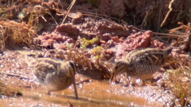 Wilson's Snipe - ML650564015