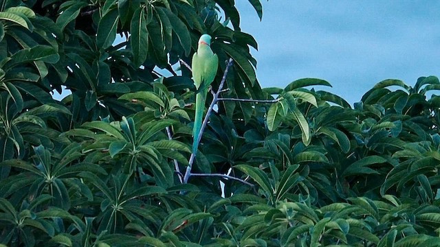 Rose-ringed Parakeet - ML650564030