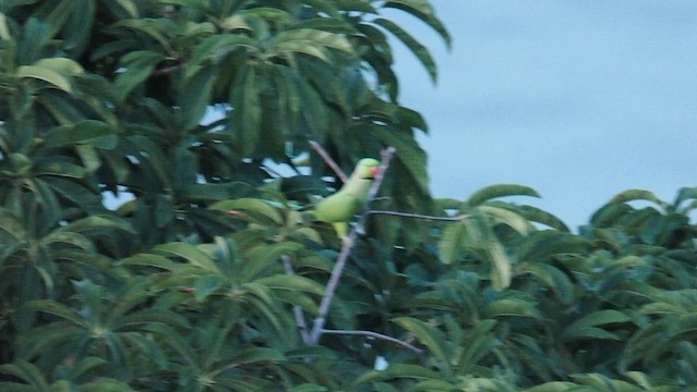 Rose-ringed Parakeet - ML650564033