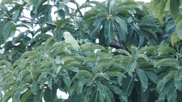 Rose-ringed Parakeet - ML650564034