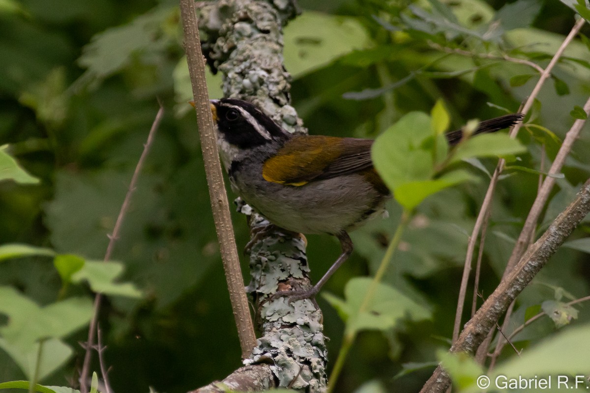 Tohi de d'Orbigny - ML650564054