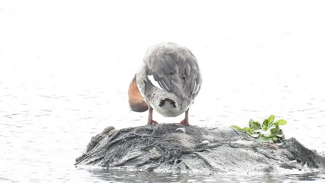 Red-breasted Merganser - ML650564110