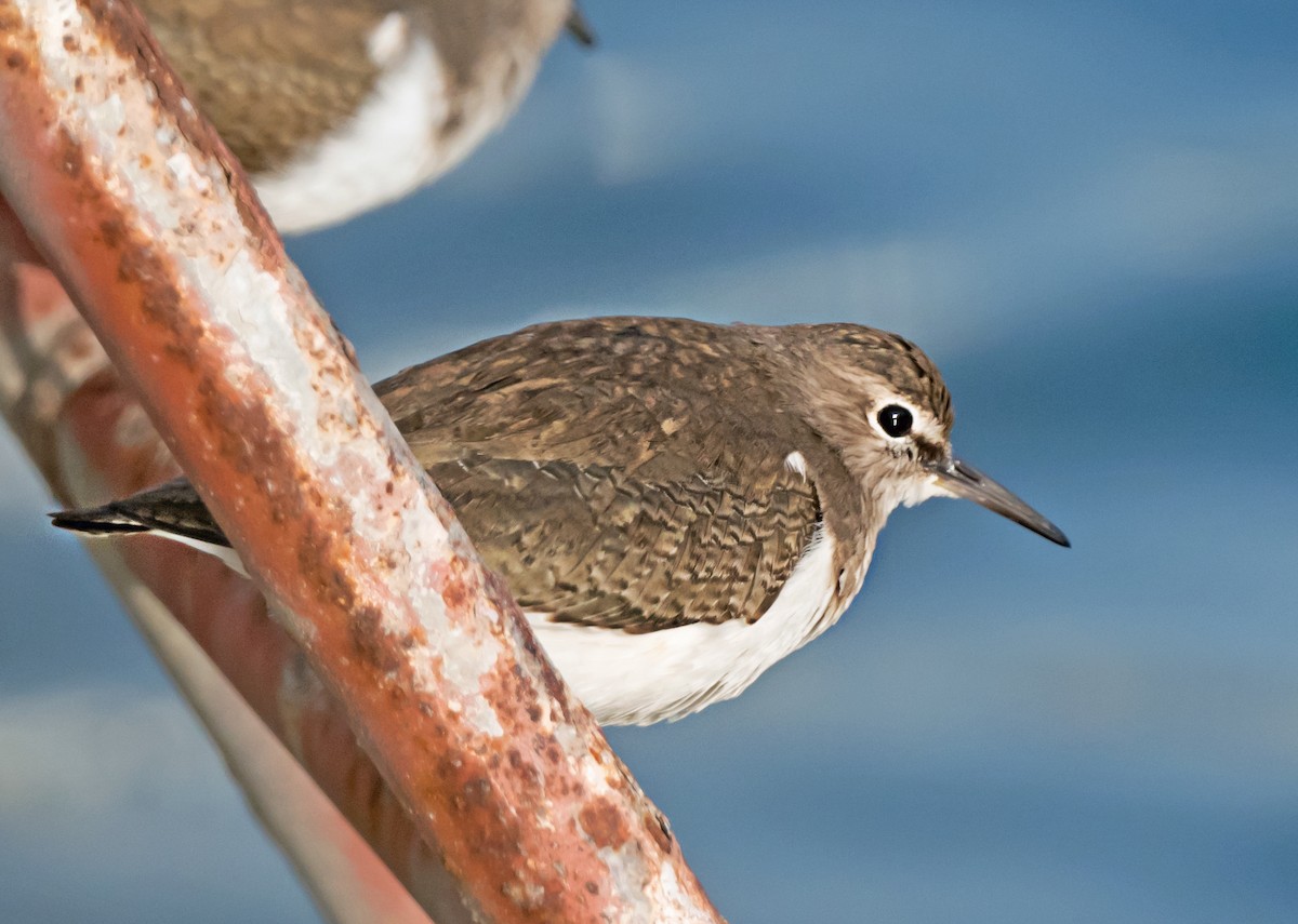 Piro piro piccolo - ML650564325