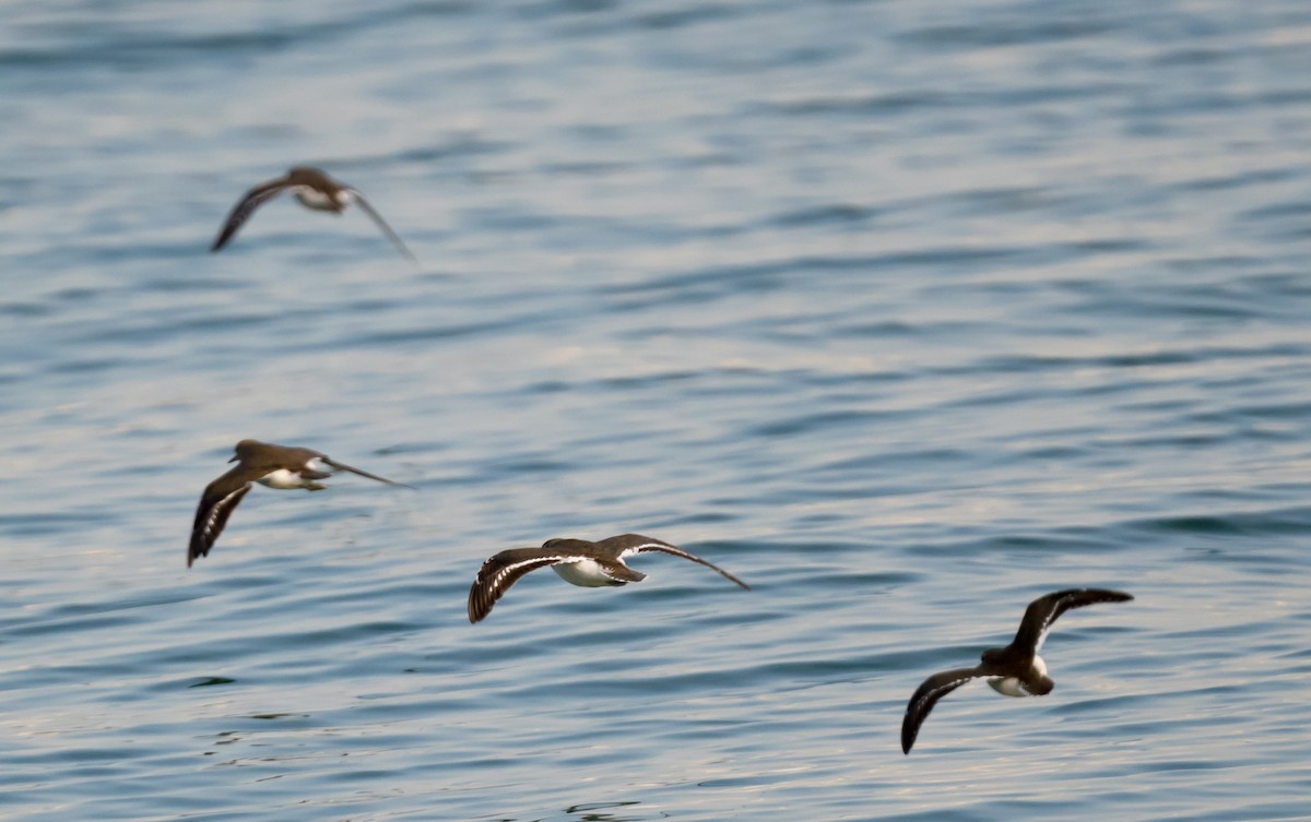 Piro piro piccolo - ML650564326